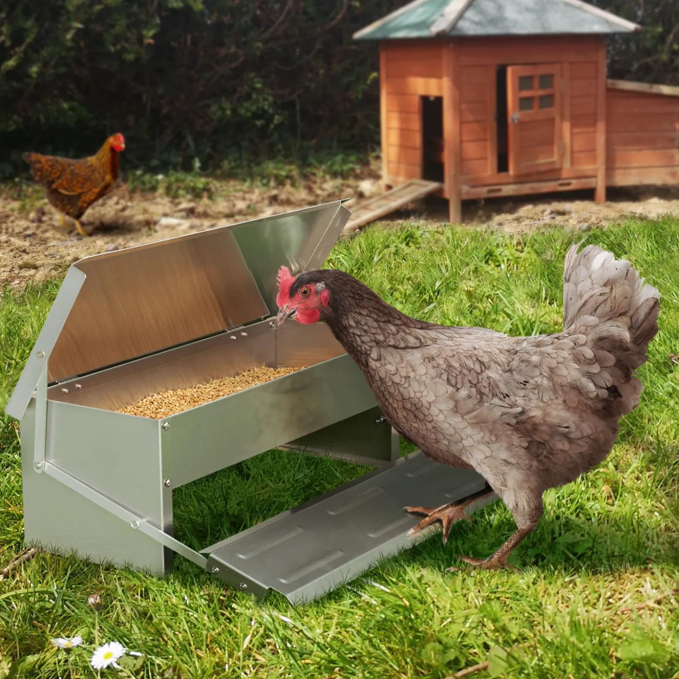 Distributeur de graines pour poules anti nuisible
