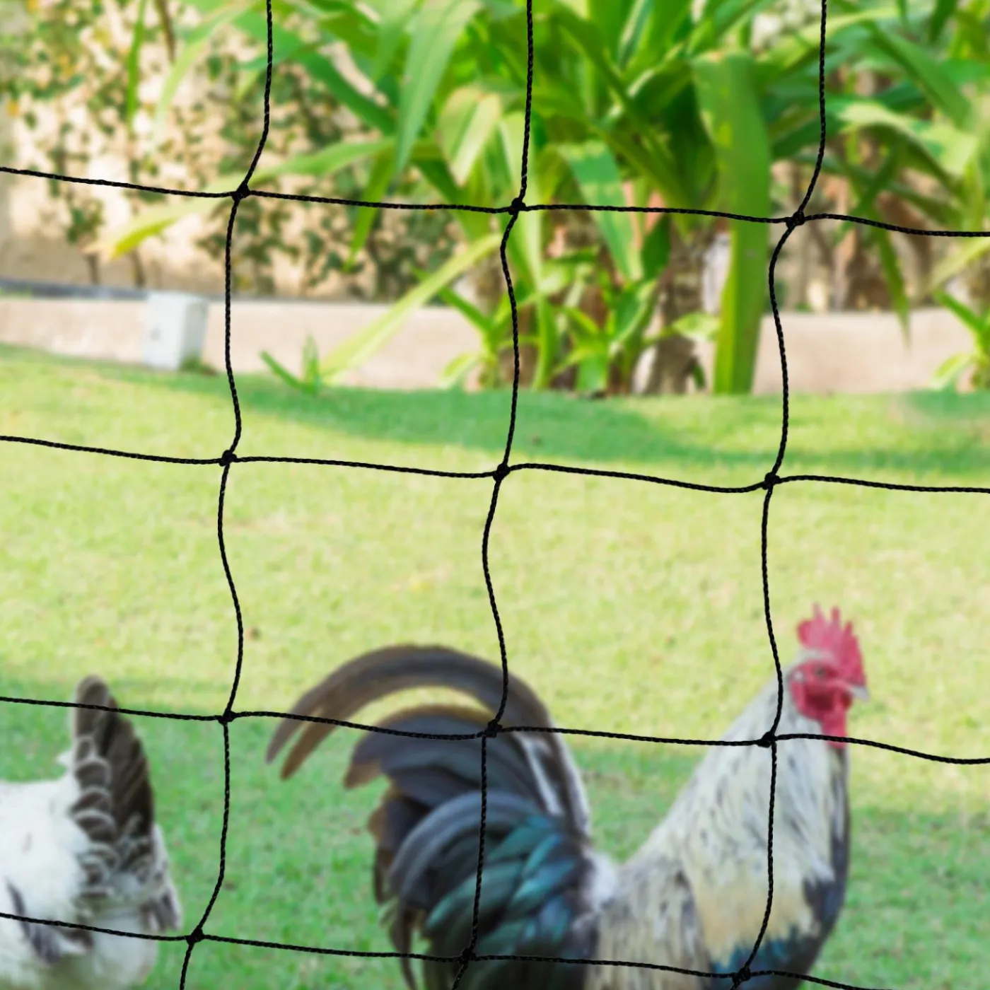 Filet à poules de 50m avec porte