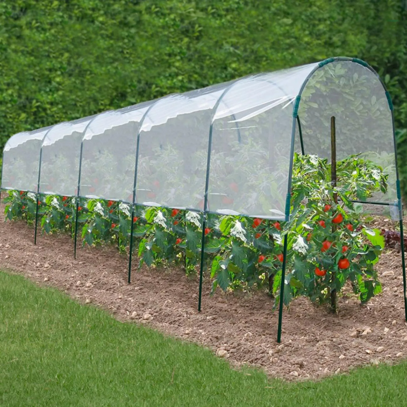 Serre à tomates tunnel 6 m